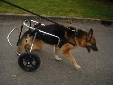 *CHARIOT*